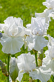 Tall Bearded Iris, Iris Germanica 'Frison-Roche', flowers