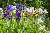 Tall Bearded Iris, Iris germanica, mixed bed