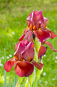 Tall Bearded Iris, Iris Germanica 'Carolina Ruby', flowers