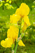 Tall Bearded Iris, Iris Germanica 'Rio De Oro', flowers