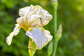 Tall Bearded Iris, Iris Germanica 'Rainbow Valley', flower