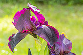 Tall Bearded Iris, Iris Germanica 'Study In Black', flower