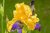 Tall Bearded Iris, Iris Germanica 'Flaming Star', flower