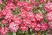 Rhododendron degronianum ssp. yakushimanum 'Atchoum' in bloom
