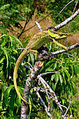 Malthe's green-eared Chamaeleon (Calumma malthe) on a branch, North and East Madagasacr
