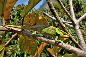 Malthe's green-eared Chamaeleon (Calumma malthe) on a branch, North and East Madagasacr
