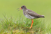 Common Redshank (Tringa totanus robusta), side view of an adult standing on a tussock, Southern Region, Iceland