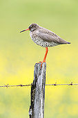 Common Redshank (Tringa totanus robusta), side view of an adult standing on a post, Southern Region, Iceland