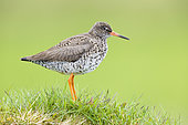 Common Redshank (Tringa totanus robusta), side view of an adult standing on a tussock, Southern Region, Iceland