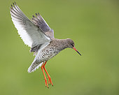 Common Redshank (Tringa totanus robusta), side view of an adult in flight, Southern Region, Iceland