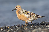 Red Knot (Calidris canutus islandica), side view of an adult standing on the shore, Northwestern Region, Iceland