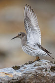 Purple Sandpiper (Calidris maritima), side view of an adult displaying on a rock, Northeastern Region, Iceland