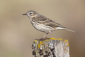 Meadow Pipit (Anthus pratensis), side view of an adult standing on a post, Northeastern Region, Iceland