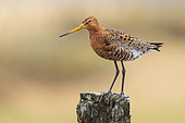 Blac-tailed Godwit (Limosa limosa islandica), side view of an adult standing on a post, Southern Region, Iceland