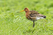 Blac-tailed Godwit (Limosa limosa islandica), side view of an adult standing on the ground, Southern Region, Iceland