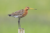 Blac-tailed Godwit (Limosa limosa islandica), side view of an adult standing on a post, Southern Region, Iceland