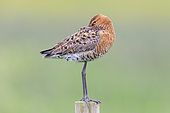 Blac-tailed Godwit (Limosa limosa islandica), side view of an adult standing on a post, Southern Region, Iceland
