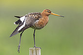 Blac-tailed Godwit (Limosa limosa islandica), side view of an adult stretching on a post, Southern Region, Iceland