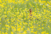 Blac-tailed Godwit (Limosa limosa islandica), side view of an adult standing among flowers, Southern Region, Iceland