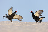 Black grouse (Lyrurus tetrix) males displaying on the snow in the Swiss pre-Alps.