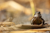 Male European Frog (Rana temporaria) singing in the water and eggs, Switzerland.