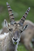 Alpine ibex (Capra ibex) male. Swiss Alps.