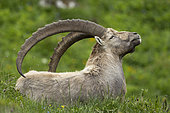 Male Alpine ibex (Capra ibex) scratching himself with his horns. Swiss Alps.