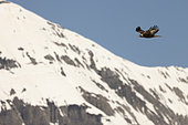 Golden Eagle (Aquilia chrysaetos) in flight in the Valais Alps, Switzerland.