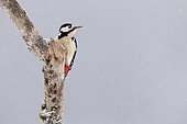 Spotted woodpecker (Dendrocopos major) on a branch, Canton Vaud, Switzerland.