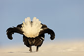 Black grouse (Lyrurus tetrix) male displaying on the snow in the Swiss pre-Alps.