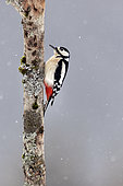 Spotted woodpecker (Dendrocopos major) on a branch, Canton Vaud, Switzerland.