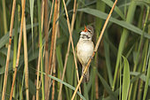 Great Reed Warbler (Acrocephalus arundinaceus) male singing on a reed, Les Dombes, France.