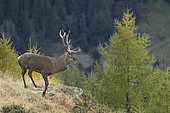 Red deer (Cervus elaphus), bellowing period, Valais Alps. Switzerland