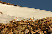 Mountain Hare (Lepus timidus) in autumn brown coat, Alps, Canton Valais, Switzerland.