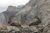 Alpine Ibex (Capra ibex) in the Alps, canton of Vaud, Switzerland