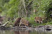 Eurasian boar (Sus scrofa) youngs at the edge of a pond. The Dombes, France.