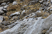 Rock Partridge (Alectoris graeca) Swiss Alps, canton of Vaud.