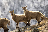 Alpine Ibex (Capra ibex), young in late winter in Gran Paradiso National Park, Italy.