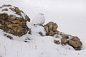 Rock Ptarmigan (Lagopus muta) female in the Valais Alps, Switzerland.