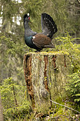 Western Capercaillie (Tetrao urogallus) male on a stump, crazy cock, Jura vaudois, Switzerland.