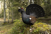 Western Capercaillie (Tetrao urogallus) male on a stump, crazy cock, Jura vaudois, Switzerland.