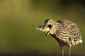 Little Bittern (Ixobrychus minutus) young swallowing a fish. The Dombes, France.