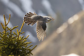 Common cuckoo (Cuculus canorus) on a fir tree, Vaud Alps, Switzerland.