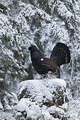 Western Capercaillie (Tetrao urogallus) male on a stump, on snow, Jura vaudois, Switzerland.