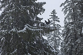 Western Capercaillie (Tetrao urogallus) male, on a fir tree, Jura vaudois, Switzerland.