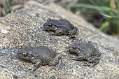 Midwife Toad (Alytes obstetricans) comparison of several Alytes, intraspecific diversity, Uruffe, Lorraine, France