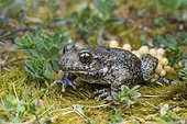 Midwife Toad (Alytes obstetricans) male carrying his eggs on his hind legs, Uruffe, Lorraine, France