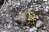 Midwife Toad (Alytes obstetricans) male carrying his eggs on his hind legs, Lerouville, Lorraine, France