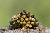 Midwife Toad (Alytes obstetricans) male carrying his eggs on his hind legs, eggs close to hatching, Lerouville, Lorraine, France