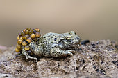 Midwife Toad (Alytes obstetricans) male carrying his eggs on his hind legs, eggs close to hatching, Lerouville, Lorraine, France